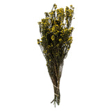 Vickerman 12-22" Natural Phylica Bundle, Preserved, Yellow