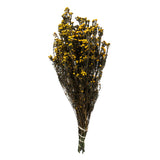 Vickerman 12-22" Natural Phylica Bundle, Preserved, Aspen Gold