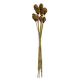 Vickerman Platy Cone attached to a Reed Stem, Dried, Cream