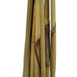 Vickerman Platy Cone attached to a Reed Stem, Dried