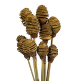 Vickerman Platy Cone attached to a Reed Stem, Dried