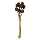 Vickerman Platy Cone attached to a Reed Stem, Dried, Natural Brown