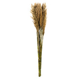 Vickerman 36"-40" Plume Reed Bundle, Preserved, Ivory