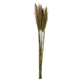 Vickerman 36"-40" Plume Reed Bundle, Preserved, Natural Green