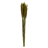 Vickerman 36"-40" Plume Reed Bundle, Preserved, Green