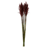 Vickerman 36"-40" Plume Reed Bundle, Preserved, Merlot