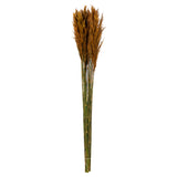 Vickerman 36"-40" Plume Reed Bundle, Preserved, Autumn