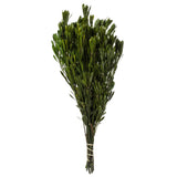 Vickerman 18-24" Platys Foliage Bundle, Preserved, Spring Green