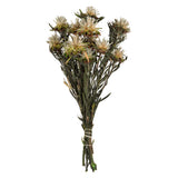 Vickerman 8"-20" Plumosum Bundle, Female, Preserved, Natural
