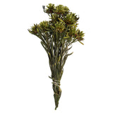 Vickerman 8"-20" Plumosum Bundle, Female, Preserved, Basil