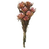 Vickerman 8"-20" Plumosum Bundle, Female, Preserved, Erika Pink