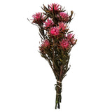 Vickerman 8"-20" Plumosum Bundle, Female, Preserved, Pink