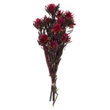 Vickerman 8"-20" Plumosum Bundle, Female, Preserved, Merlot