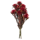 Vickerman 8"-20" Plumosum Bundle, Female, Preserved, Red