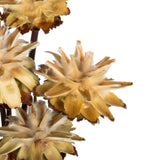 Vickerman 20" Plumosum Head attached to a Brown Stem, Dried