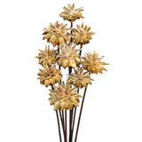 Vickerman 20" Plumosum Head attached to a Brown Stem, Dried