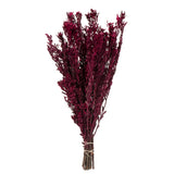 Vickerman 18-20" Pubescens Bundle, Preserved, Merlot