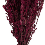 Vickerman 18-20" Pubescens Bundle, Preserved