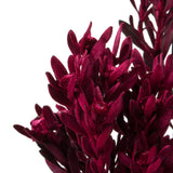 Vickerman 18-20" Pubescens Bundle, Preserved