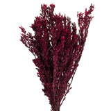 Vickerman 18-20" Pubescens Bundle, Preserved