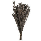 Vickerman 18-20" Pubescens Bundle, Preserved, Silver White