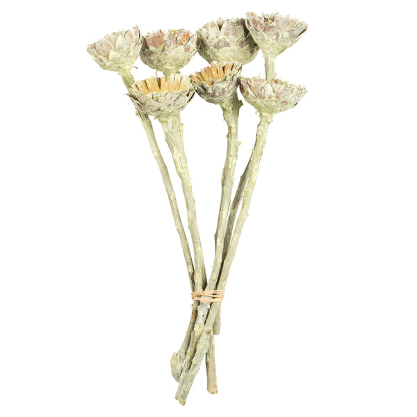 Vickerman Vickerman Rosette Compacta Stem, Dried 7/Bu