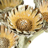 Vickerman Rosette Compacta Stem, Dried 7/Bu