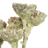 Vickerman Rosette Compacta Stem, Dried 7/Bu