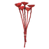 Vickerman Rosette Compacta Stem, Dried 7/Bu, Red