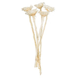 Vickerman Rosette Compacta Stem, Dried 7/Bu, Bleached