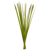 Vickerman Sable Grass, Dried, Basil
