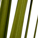 Vickerman Sable Grass, Dried