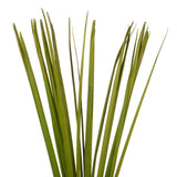 Vickerman Sable Grass, Dried