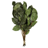 Vickerman 16-22" Natural Botanicals Salal Foliage Bunch, Basil