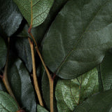 Vickerman 16-22" Natural Botanicals Salal Foliage Bunch