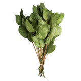 Vickerman 16-22" Natural Botanicals Salal Foliage Bunch, Spring Green