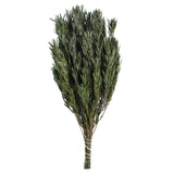 Vickerman 12-20" Green Salignum Bundle, Preserved, 12-20"