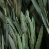 Vickerman 12-20" Green Salignum Bundle, Preserved