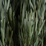 Vickerman 12-20" Green Salignum Bundle, Preserved