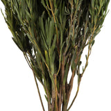 Vickerman 12-20" Green Salignum Bundle, Preserved