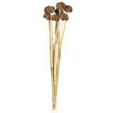 Vickerman 18-24" Natural Spider Knobs on Reed Stem, 18-24"