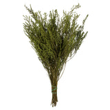 Vickerman 14"-18" Stoebe Bundle, Preserved, Oasis Green