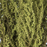 Vickerman 14"-18" Stoebe Bundle, Preserved