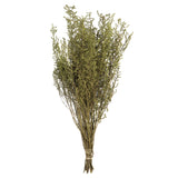 Vickerman 14"-18" Stoebe Bundle, Preserved, Spring Green