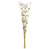 Vickerman 36-40" Star Bamboo Reed Stem, Dried, Basil