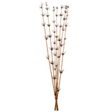 Vickerman 36-40" Star Bamboo Reed Stem, Dried, Natural Brown