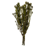 Vickerman 12" Tortum Bundle, Preserved, Natural White