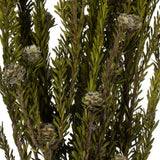 Vickerman 12" Tortum Bundle, Preserved