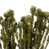 Vickerman 12" Tortum Bundle, Preserved