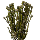 Vickerman 12" Tortum Bundle, Preserved
